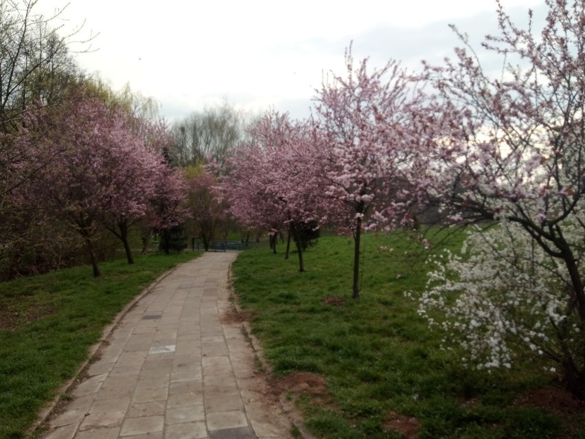 Wiosna w parku nad Krępicą w Kaliszu. Zobacz, jak prezentuje...
