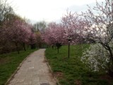 Wiosna w parku nad Krępicą w Kaliszu. Zobacz, jak prezentuje się niewielki zieleniec ZDJĘCIA