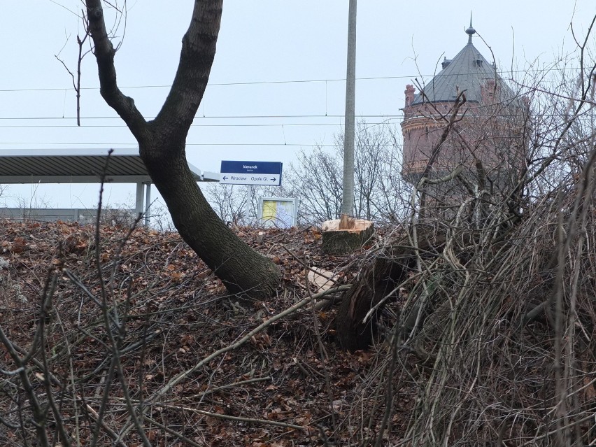 Przebudowa skrzyżowania Oleskiej i Batalionów Chłopskich. Wielka wycinka drzew obok stacji Opole Wschodnie