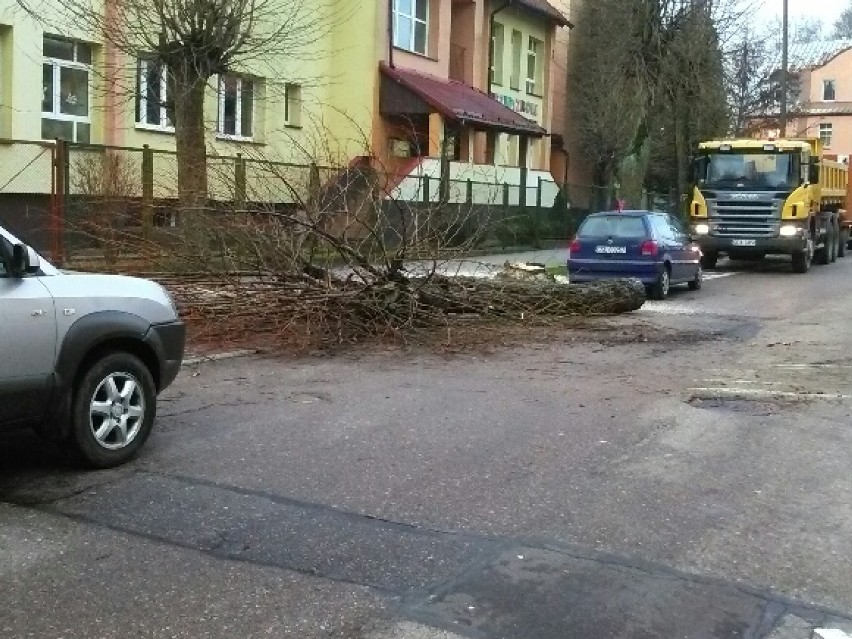 Ruszyła wycinka drzew na ulicy Chrobrego w Miastku. Znika właśnie piękna aleja lipowa