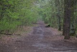 MON wstrzymało wycinkę 264 drzew w Lesie Kabackim w Warszawie. Aktywiści: presja społeczna ma sens 