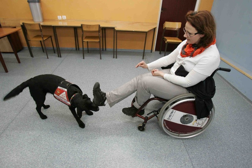 Psy asystujące z Katowic nadzieją niepełnosprawnych [ZDJĘCIA]