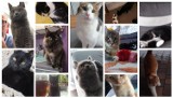 Światowy Dzień Kota 2022: Zobaczcie zdjęcia kotów z powiatu międzychodzkiego