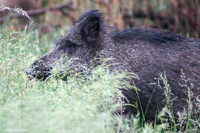 Dziki w Zielonej Górze, to z jednej strony ciekawy widok, chętnie fotografowany przez mieszkańców, zaś z drugiej nie lada problem. Na tej fotografii od Czytelnika widzicie zdjęcia lochy z warchlakami, przyłapanych w okolicy ulicy Dzikiej.