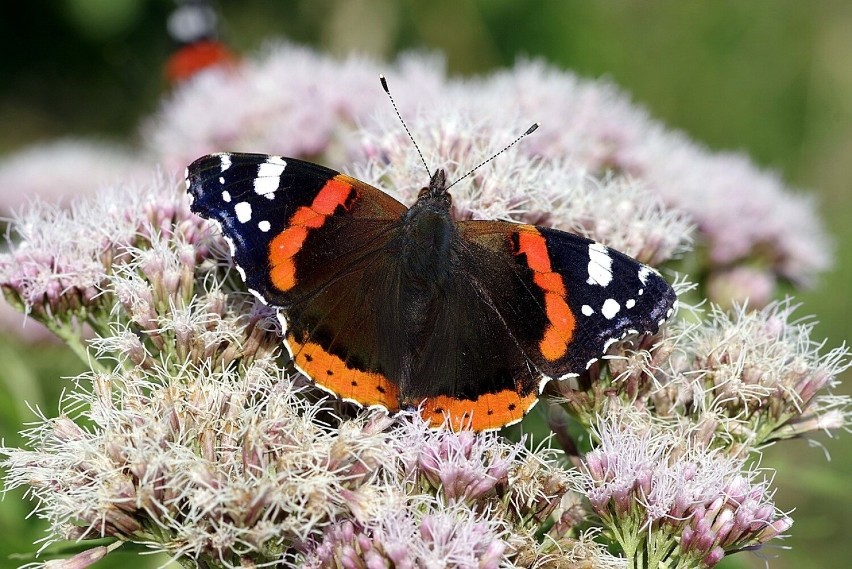 To kolejny popularny motyl spotykany w ogrodach. Niektóre...