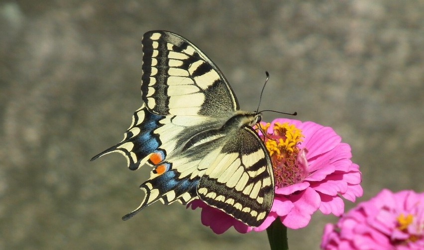 To jeden z największych polskich motyli. Jest dość często...
