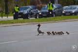 Nurogęsi na Wisłostradzie. Policja wstrzymała ruch. Zwierzęta bezpiecznie dotarły do Wisły 