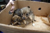 Nielegalny handel psami kwitnie w sieci i na targowiskach