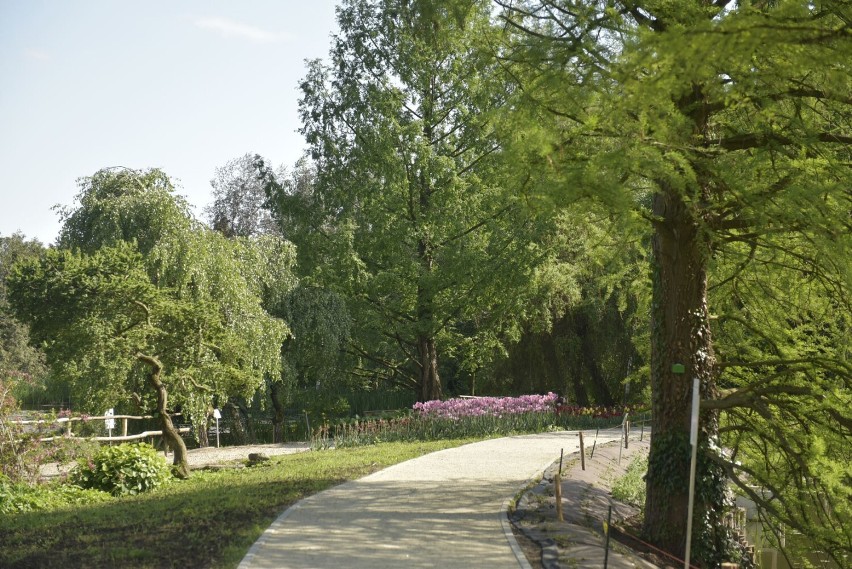 Propozycja na niedzielę. Arboretum w Bolestraszycach koło...