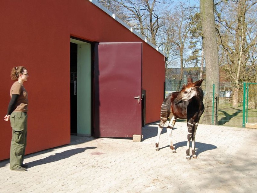 Okapi. Zoo we Wrocławiu