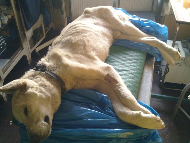 Pies wielkości owczarka niemieckiego ważył nieco ponad 20 kg.