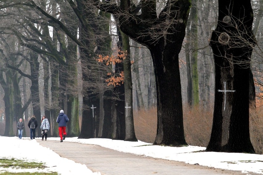 Ul. Lotnicza przy Parku Zachodnim