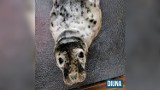 Wychudzona, wygłodzona, mała foczka znaleziona na kołobrzeskiej plaży