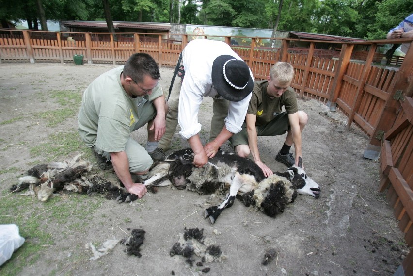 Strzyżenie barana w chorzowskim zoo