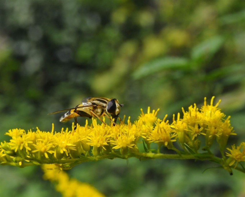 Cuda natury, jesienne koloryty, fauna i flora. Super galeria