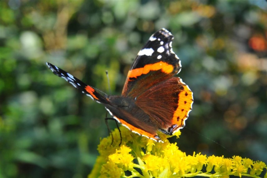 Cuda natury, jesienne koloryty, fauna i flora. Super galeria