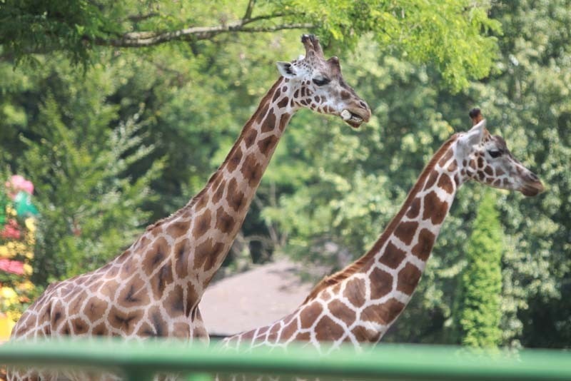 Monitoring w zoo w Łodzi już działa