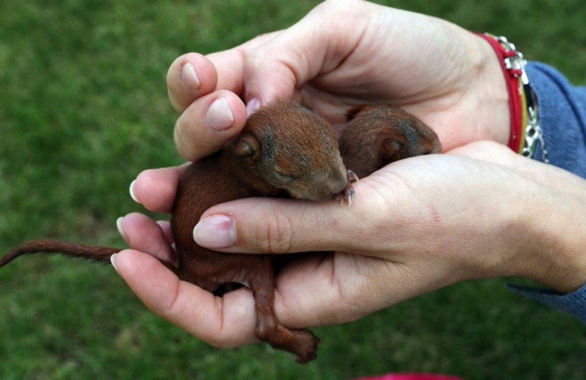 Malutkie wiewiórki uratowane przez Dziką Ostoję [zdjęcia, wideo]