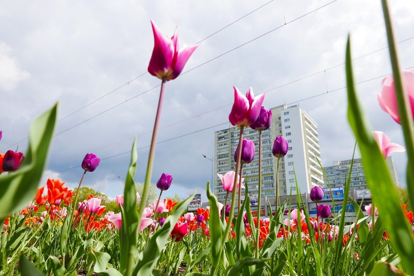 Tulipany na ulicach Warszawy