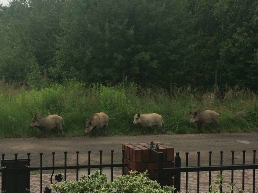 Dziki to jedni z najliczniejszych mieszkańców Poznania....