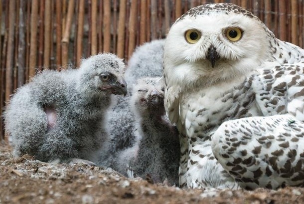 Ogród zoologiczny w Krakowie