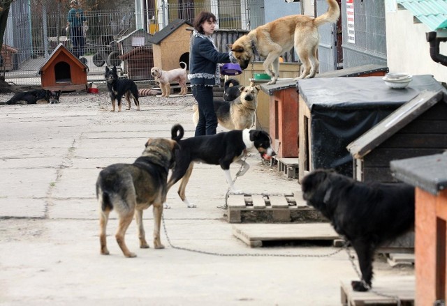 3 tys. psów co roku trafia do łódzkiego schroniska