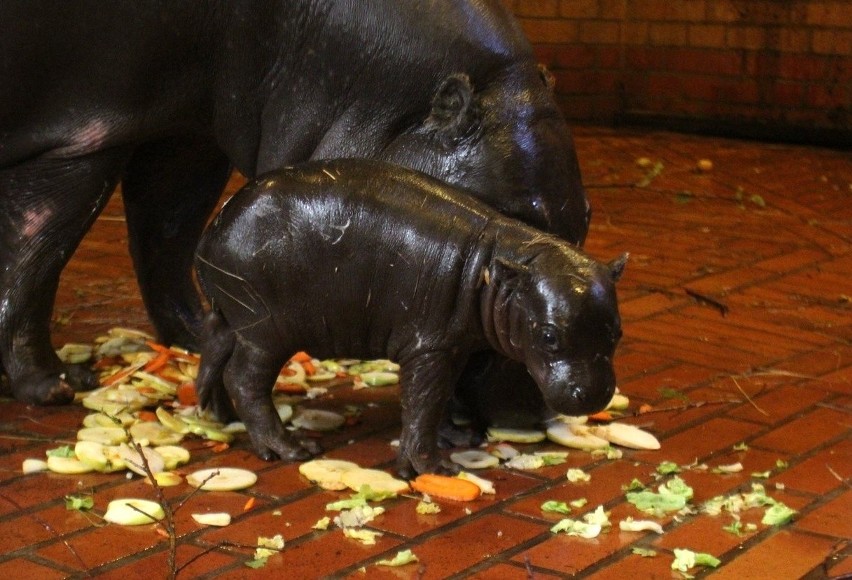 Ma 7 dni i waży 7 kilogramów. Mała hipopotamica została gwiazdą wrocławskiego zoo (ZDJĘCIA)