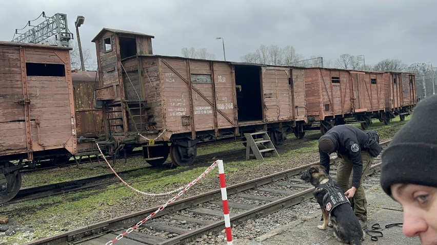 W Skierniewicach trwają szkolenia psów pracujących w służbach z całej Polski