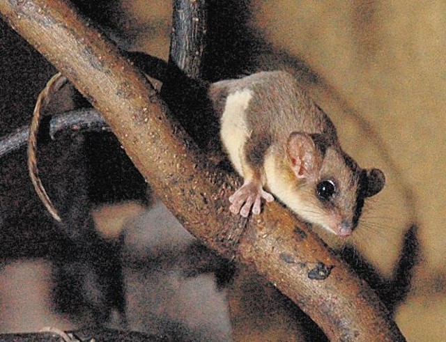 W Nowym ZOO mieszka już para lemurów myszatych
