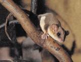 Samiczka lemura myszatego zamieszkała w Nowym Zoo