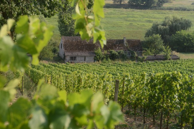 Jednym z punktów Winobrania są wycieczki winobusami na lokalne winnice.