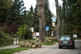 Turystka pyta o wycinkę drzew w Dąbkach. "Wszystko jest zgodnie z pozwoleniami"