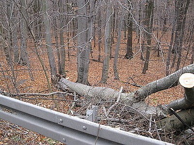 W Katowicach na Pszczyńskiej drzewo przewróciło się na tira [ZDJĘCIA]