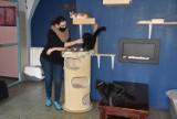 Tarnów. W tej kawiarni to koty są jak gospodarze. "Rademenes" ratuje zwierzaki, ale sam lokal też potrzebuje pomocy