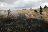 Strażacy apelują: Wypalanie traw nie ma nic wspólnego z ekologią 