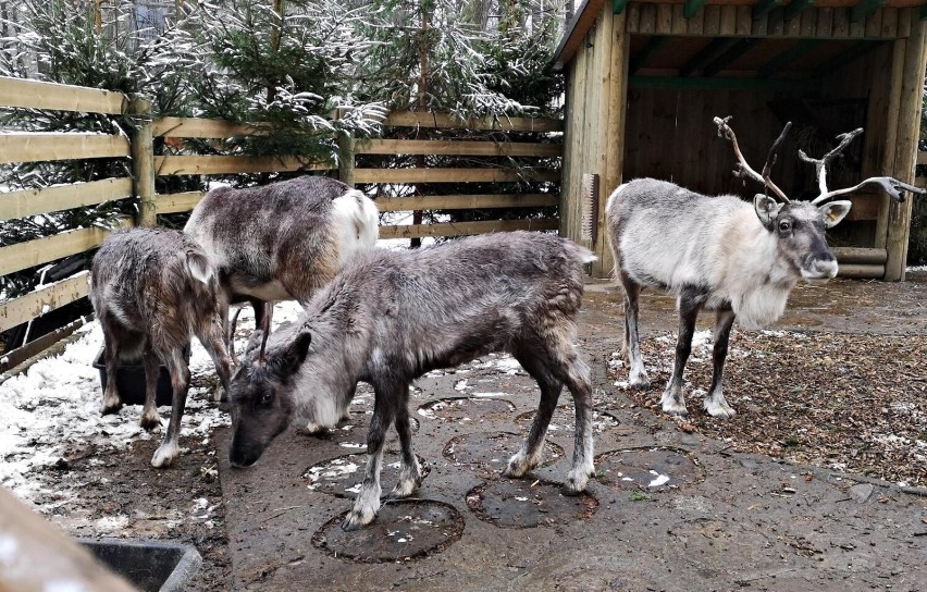 Święty Mikołaj i renifery czekają na dzieci w krakowskim ZOO. Dodatkowa atrakcja - karmienie zwierząt