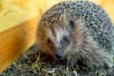 Dwanaście jeżyków po rekonwalescencji powróciło na łono natury, a ich nowym środowiskiem stał się Park Śląski. Opiekował się nimi pan Piotr 