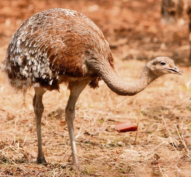 W Polsce tylko wrocławskie zoo ma trzy osobniki nandu Darwina