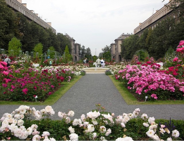 Tak mogłoby wyglądać rosarium przy al. Róż