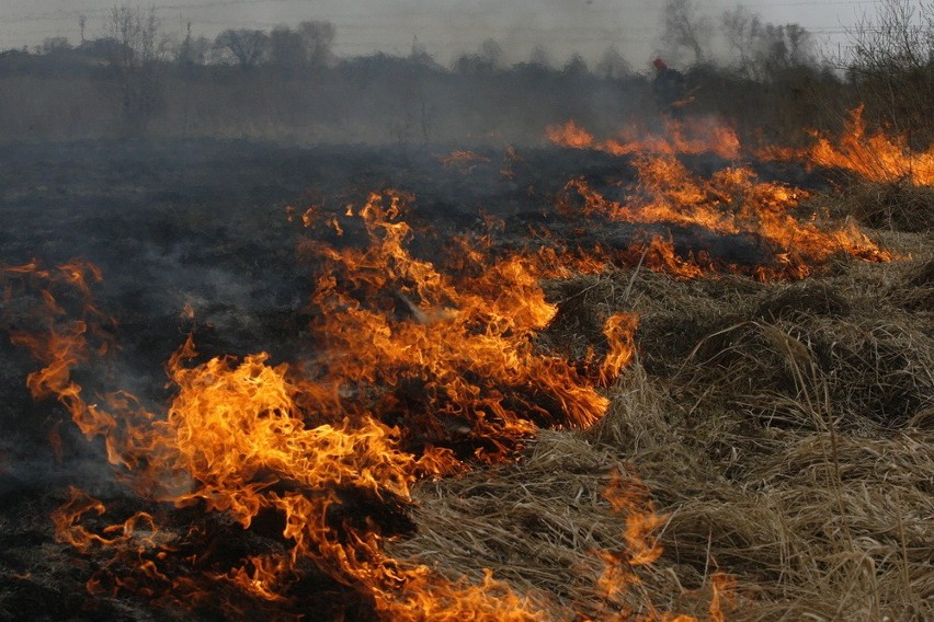 Płoną trawy w Legnicy (ZDJĘCIA)