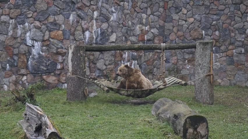 W białostockim zoo Akcent mieszkają niedźwiedzie -  Jola i...
