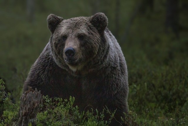 Za zabicie owiec w powiecie limanowskim najprawdopodobniej odpowiedzialny jest niedźwiedź