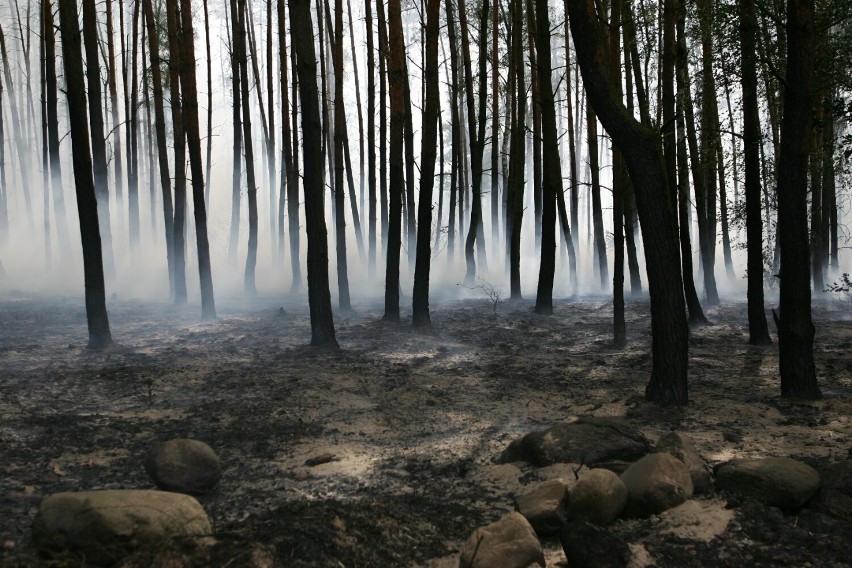 Duży pożar lasu w powiecie leszczyńskim wybuchł w 2008 roku w sierpniu