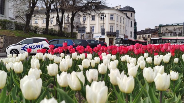 Tulipany zakwitły na placu Kościuszki w Piotrkowie