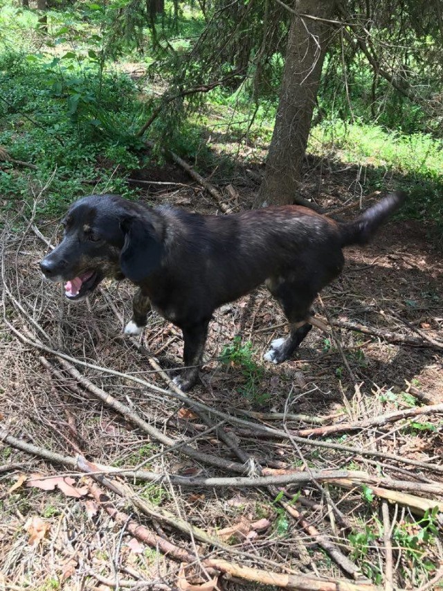 Odnaleziono właściciela psa przywiązanego w lesie