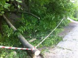 Drzewo runęło na dzieci z Bolesławca. Jedna osoba nie żyje