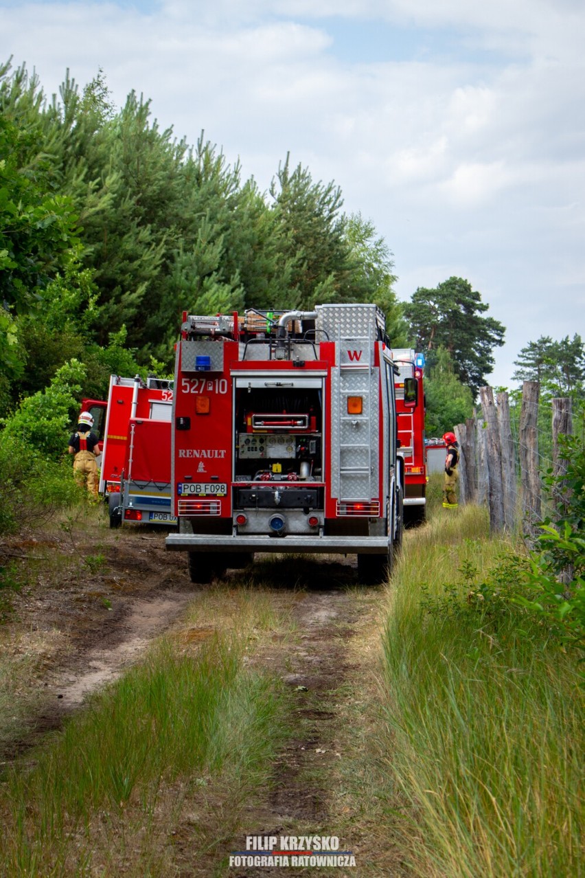 Pożar ściółki leśnej w Obornikach. Zadysponowano kilka jednostek OSP