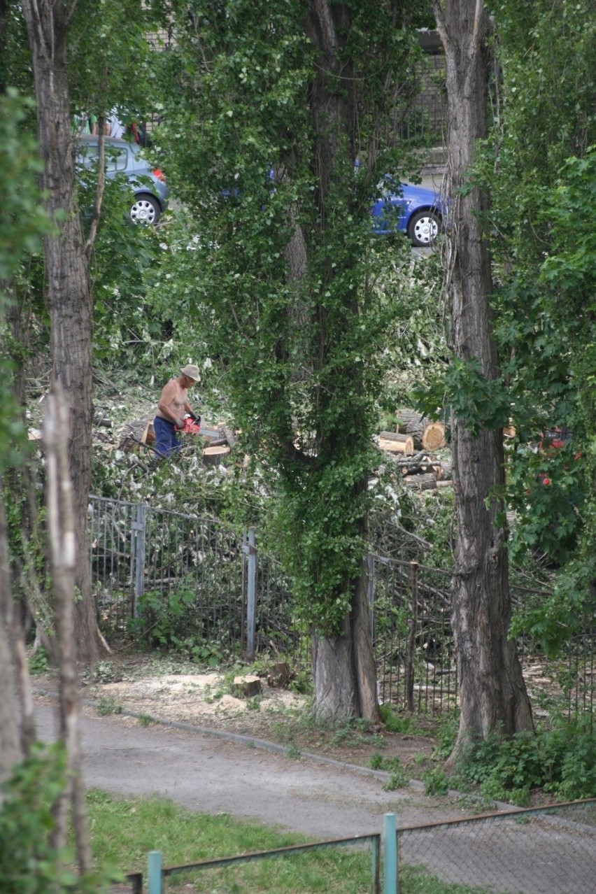 Mieszkańcy alarmują: Wycinają drzewa przy ul. Dawida (ZDJĘCIA)