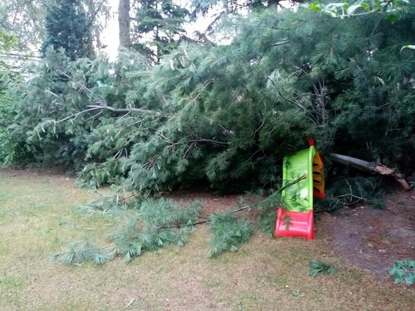 Nocna wichura powaliła drzewo na posesji znanego skarżyskiego przyrodnika. Andrzej Staśkowiak ostrzega przed siłami natury