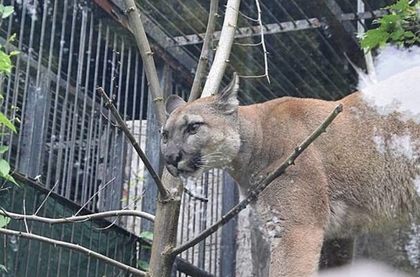 Puma Nubia zostaje w chorzowskim zoo.

Zobacz kolejne...